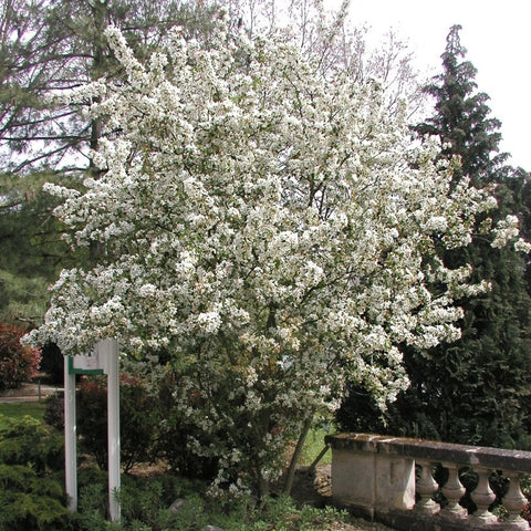 Pommier fleurs 'Evereste®'