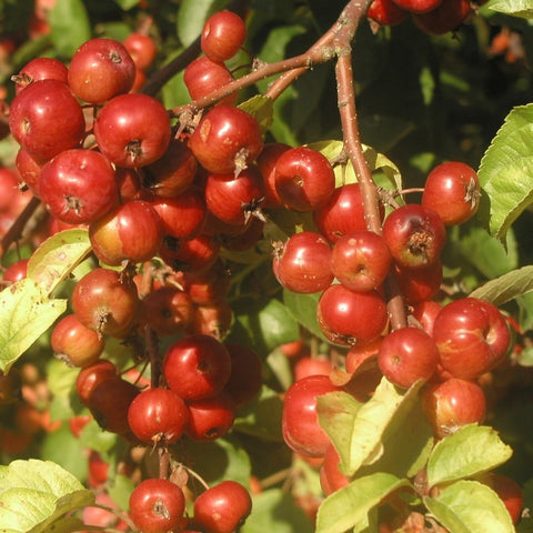Pommier fleurs 'Evereste®'