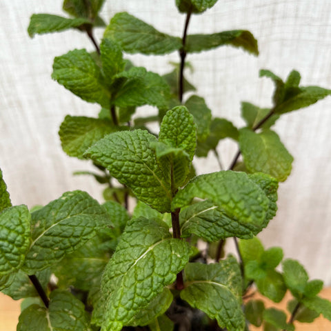 Menthe marocaine