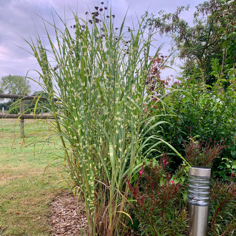 Miscanthus 'stricta'