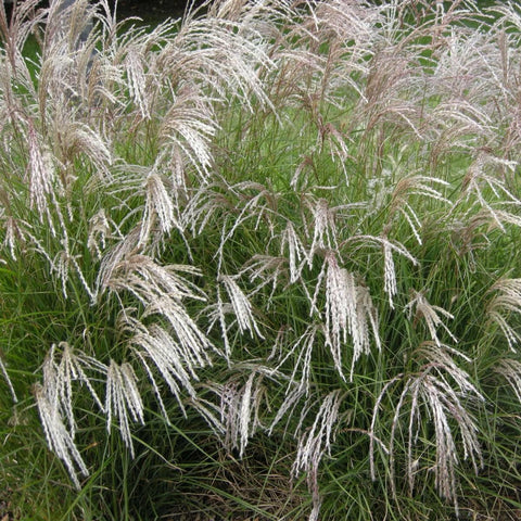 Miscanthus 'adagio'