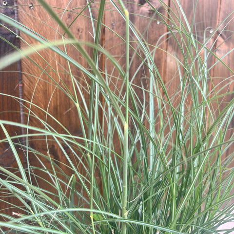 Miscanthus 'adagio'