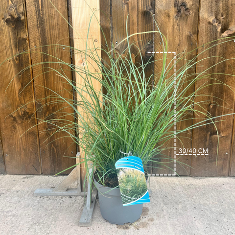 Miscanthus 'adagio'