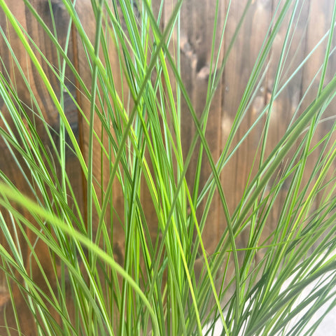 Miscanthus 'gracillimus'
