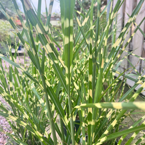 Miscanthus 'stricta'