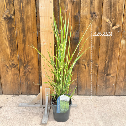 Miscanthus 'stricta'