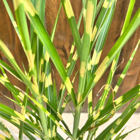 Miscanthus 'stricta'