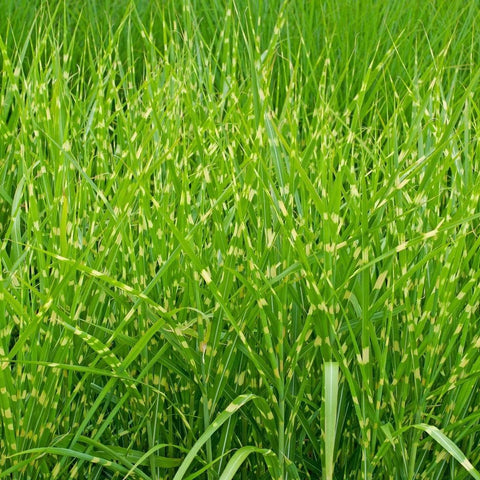 Miscanthus 'stricta'
