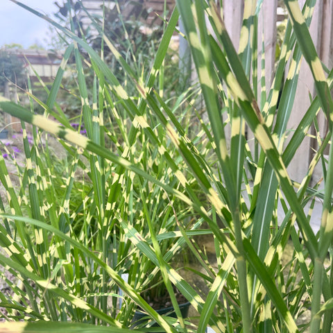 Miscanthus 'stricta'