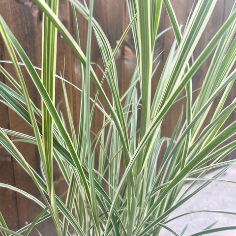 Miscanthus 'variegata'