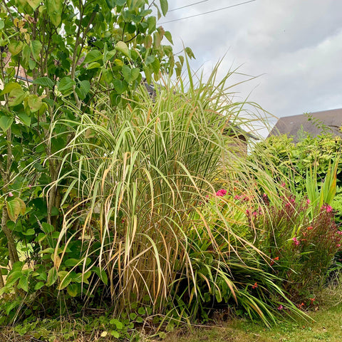 Miscanthus 'variegata'