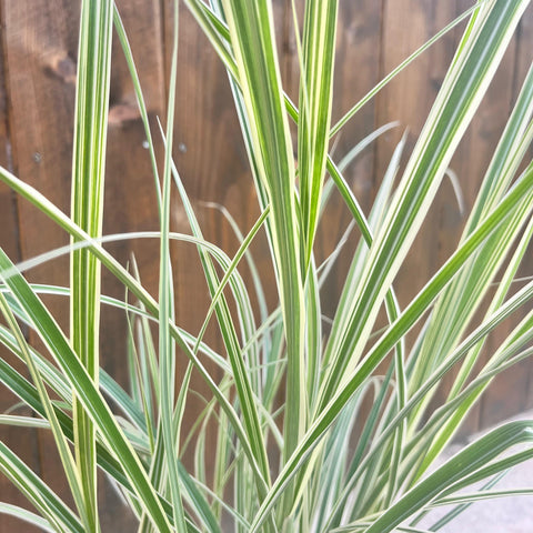 Miscanthus 'variegata'