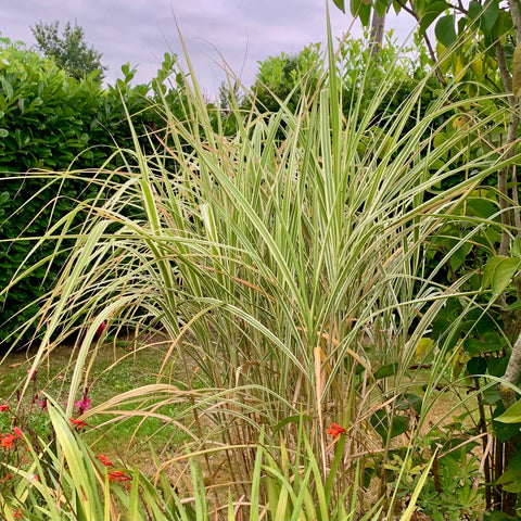 Miscanthus 'variegata'