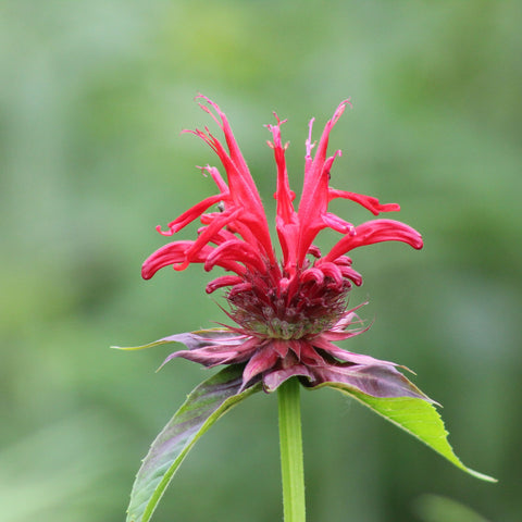 Monarde 'melua rose'