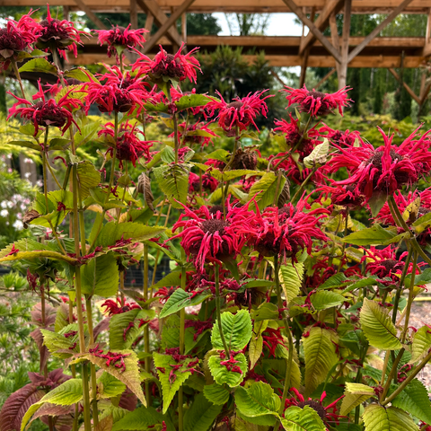 Monarde 'melua rose'