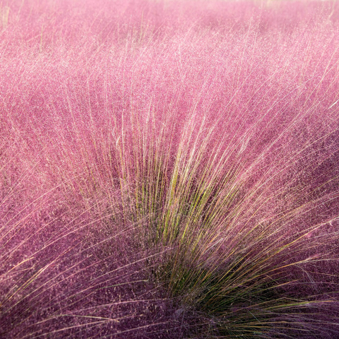 Muhlenbergia capillaris