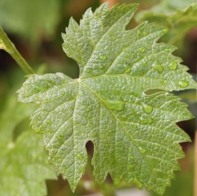 Vigne 'Muscat de Hambourg'