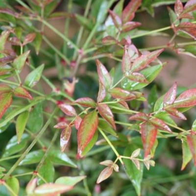 Nandina - Bambou sacré