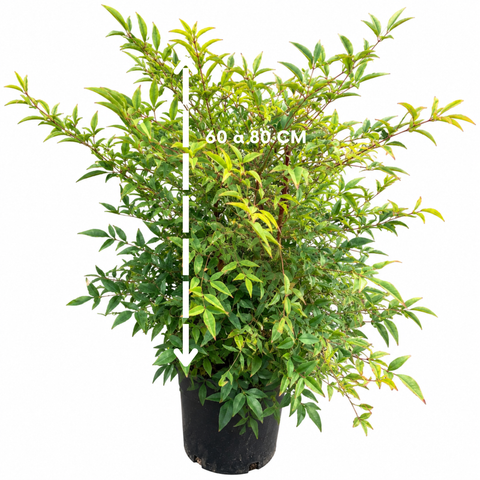 Nandina domestica