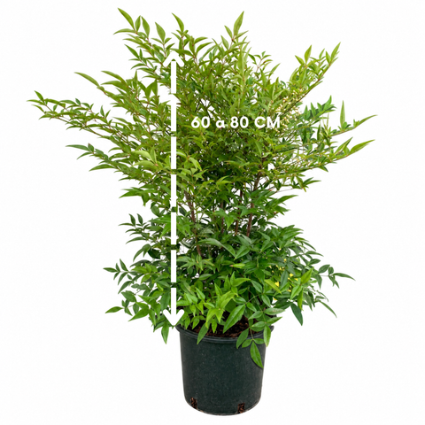 Nandina domestica