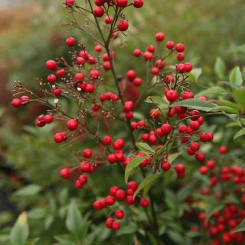 Nandina