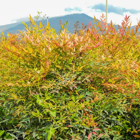 Nandina