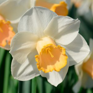 Narcisse 'Salomé'