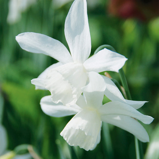 Narcisse 'Thalia'