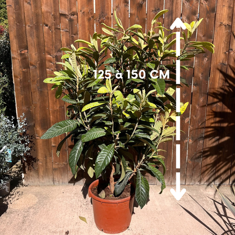 Néflier du Japon - Eriobytria Japonica