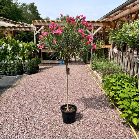 Laurier rose sur tige