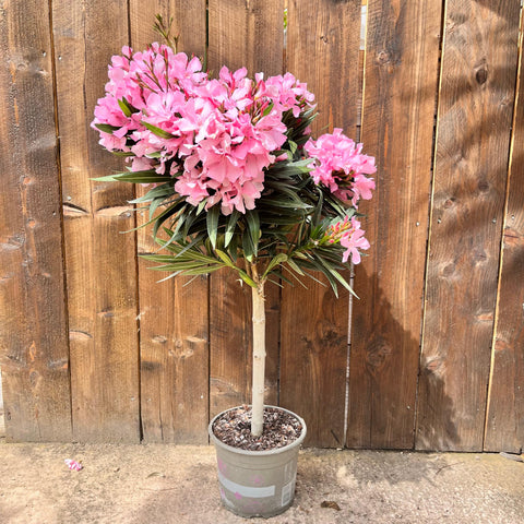 Laurier rose sur tige