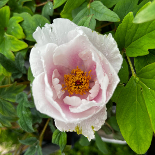 Pivoine arbustive