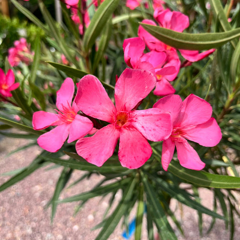 Laurier rose sur tige