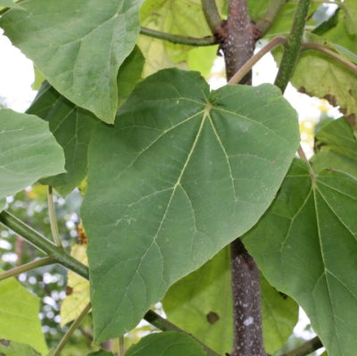 Paulownia 'Tomentosa'
