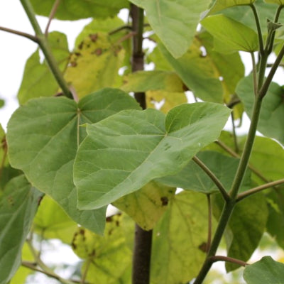 Paulownia 'Tomentosa'