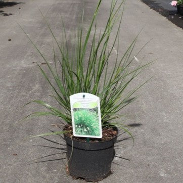 Pennisetum Hameln