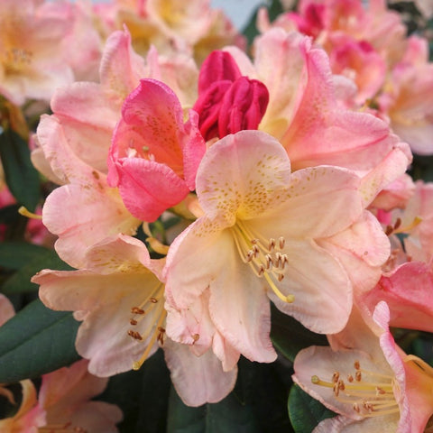 Rhododendron 'Percy Wiseman'
