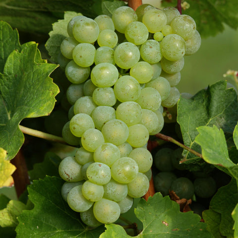 Vigne 'perle de csaba'