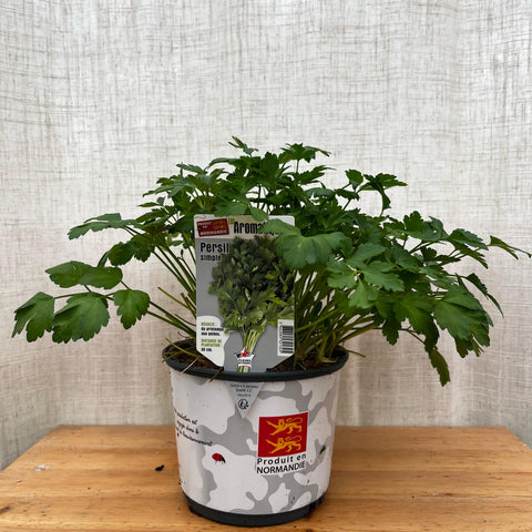 Persil plat
