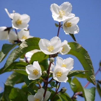 Philadelphus 'Starbright'
