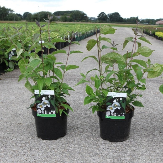 Philadelphus 'Starbright'
