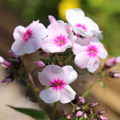 Phlox