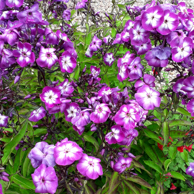 Phlox 'Laura'