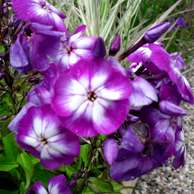 Phlox 'Laura'