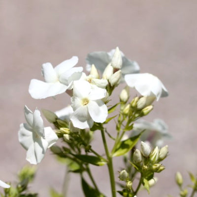 Phlox 'Younique White'