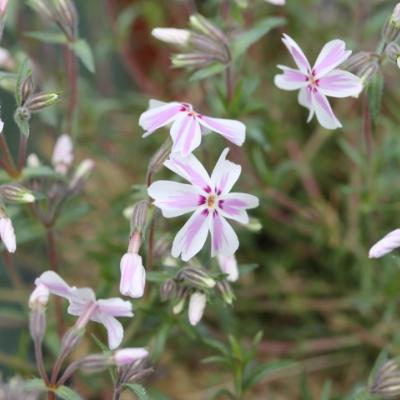 Phlox mousse