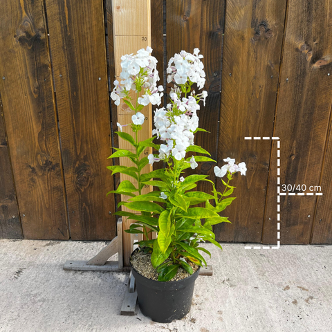 Phlox 'Younique White'