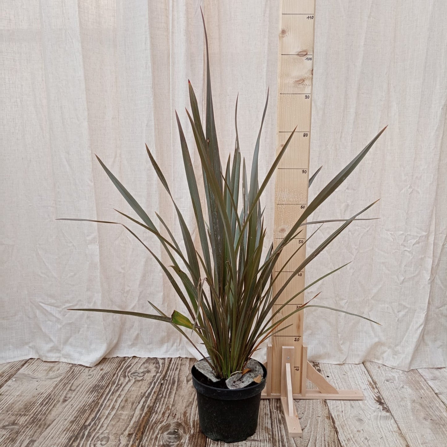 Phormium tenax "All black"