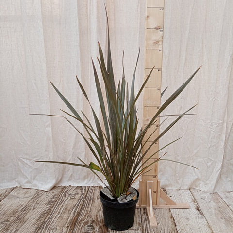 Phormium tenax "Purpureum"
