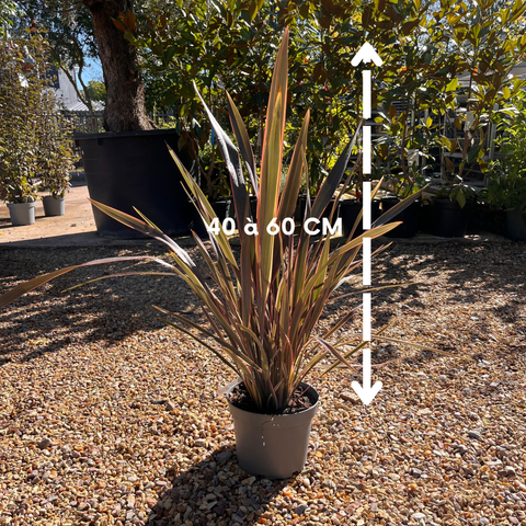 Phormium 'Sundowner' - Lin de Nouvelle-Zélande